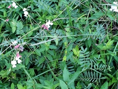 Tephrosia onobrychoides