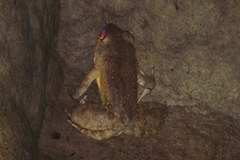 Limnonectes macrocephalus