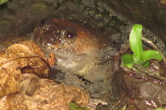 Occidozyga laevis