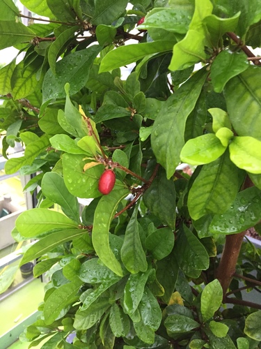 Synsepalum dulcificum