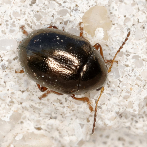 Brassy Ball Leaf Beetle photo 3