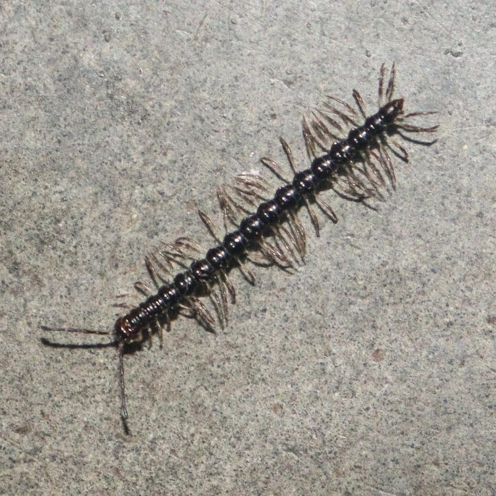 Delarthrum