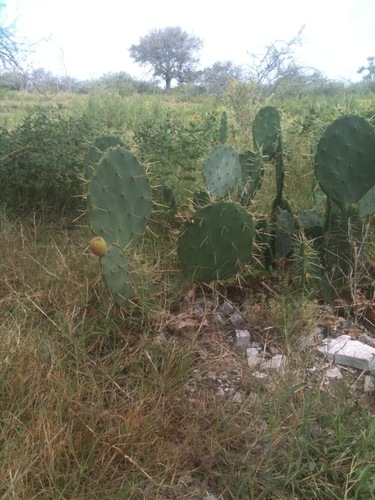Image of Opuntia bentonii by (c) Jody Shugart, some rights reserved (CC BY)
