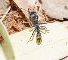 Myrmecia gilberti