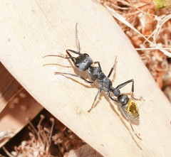 Myrmecia gilberti