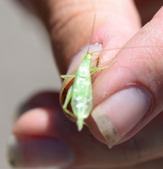 Oecanthus argentinus