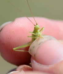 Oecanthus argentinus