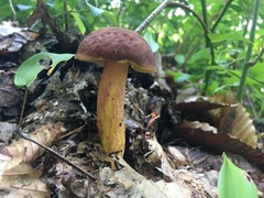 Leccinellum rugosiceps