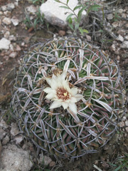 Echinofossulocactus phyllacanthus