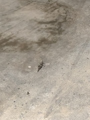 Trimerotropis pallidipennis