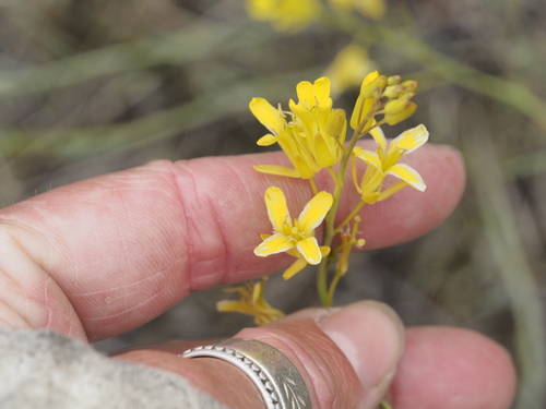 flaxleaf plainsmustard (Sisymbrium linifolium)