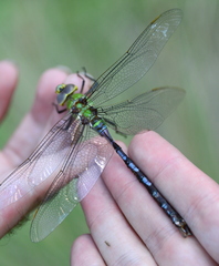 Anax walsinghami