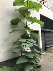 Paulownia tomentosa