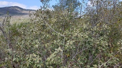 Frangula californica tomentella