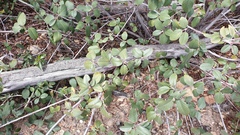 Frangula californica tomentella