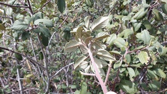 Frangula californica tomentella