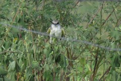 Tyrannus melancholicus × savana