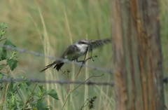 Tyrannus melancholicus × savana