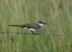 Tyrannus melancholicus × savana