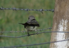 Tyrannus melancholicus × savana