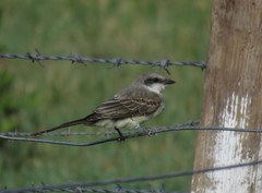 Tyrannus melancholicus × savana