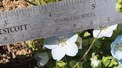 Nemophila menziesii integrifolia