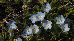 Nemophila menziesii integrifolia