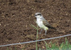 Tyrannus melancholicus × savana