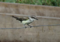 Tyrannus melancholicus × savana