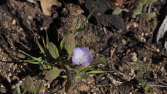 Phacelia curvipes
