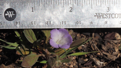 Phacelia curvipes