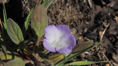 Phacelia curvipes
