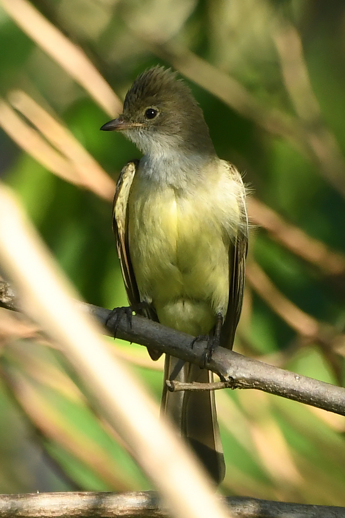 Large Elaenia