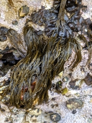 Ectocarpales