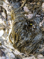Ectocarpales