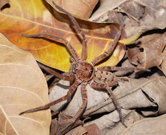 Heteropoda cervina