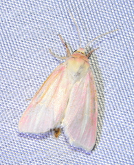 Heliocheilus julia