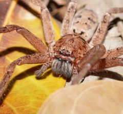 Heteropoda cervina