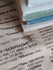 Ovtsharenkoia pallida