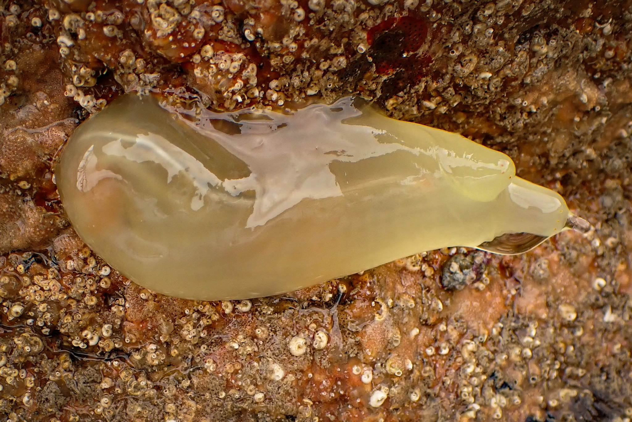 Ciona intestinalis (Linnaeus, 1767)