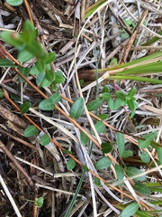 Vaccinium macrocarpon
