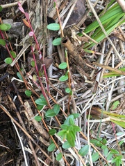 Vaccinium macrocarpon