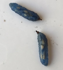 Betairidovirinae