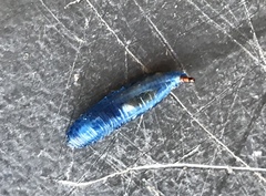 Betairidovirinae