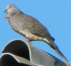 Streptopelia chinensis