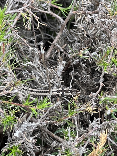 Cross-marked Sand Snake