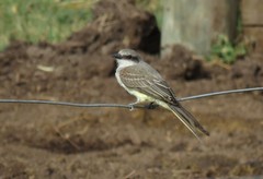 Tyrannus melancholicus × savana