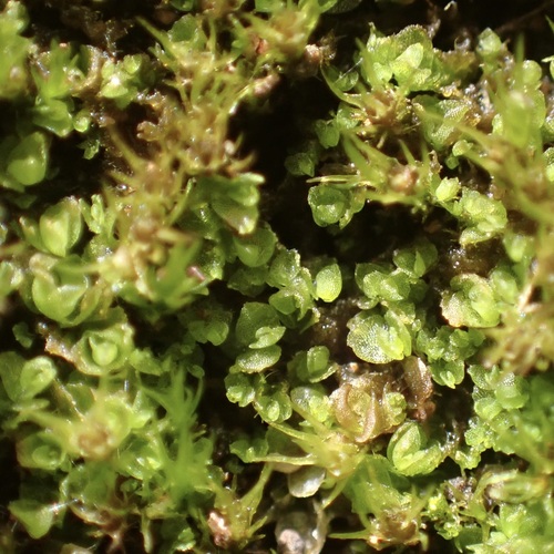 Solenostoma micranthum observed 2025-05-25