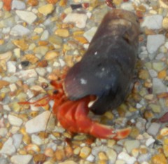 Coenobita violascens