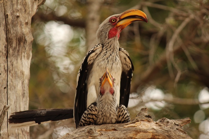 Southern Yellow-billed Hornbill illustration